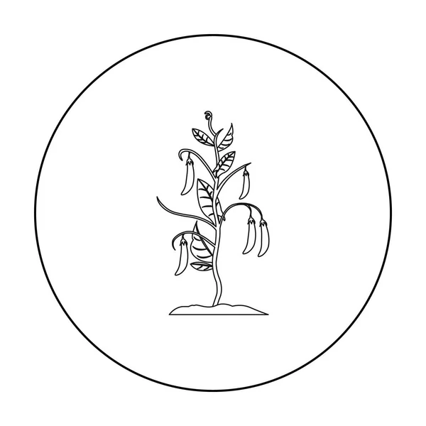 Esquema del icono de guisantes. Icono de una sola planta de la gran granja, jardín, esquema de agricultura . — Archivo Imágenes Vectoriales