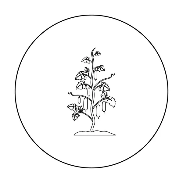 Esquema de icono de pepino. Icono de una sola planta de la gran granja, jardín, esquema de agricultura . — Archivo Imágenes Vectoriales