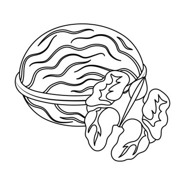 Walnats kabuk. Anahat stili vektör simge stok çizim simgesini fındık çeşitleri tek.