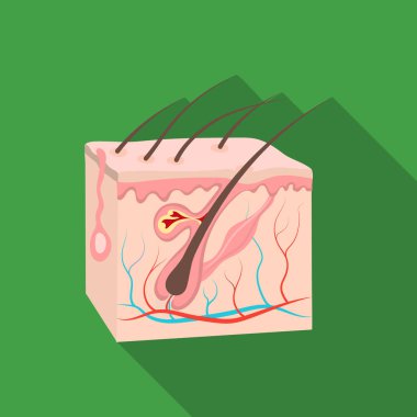 Düz stil beyaz arka plan üzerinde izole Cilt simgesini. Organları sembol stok vektör çizim.