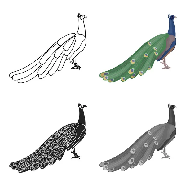 Icono de pavo real en estilo de dibujos animados aislado sobre fondo blanco. Pájaro símbolo stock vector ilustración . — Vector de stock