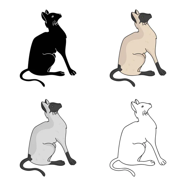 Ícone siamês em estilo cartoon isolado no fundo branco. Gato raças símbolo estoque vetor ilustração . — Vetor de Stock