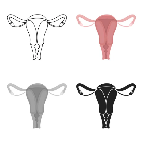 Icône de l'utérus en style dessin animé isolé sur fond blanc. Organes symbole illustration vectorielle de stock . — Image vectorielle