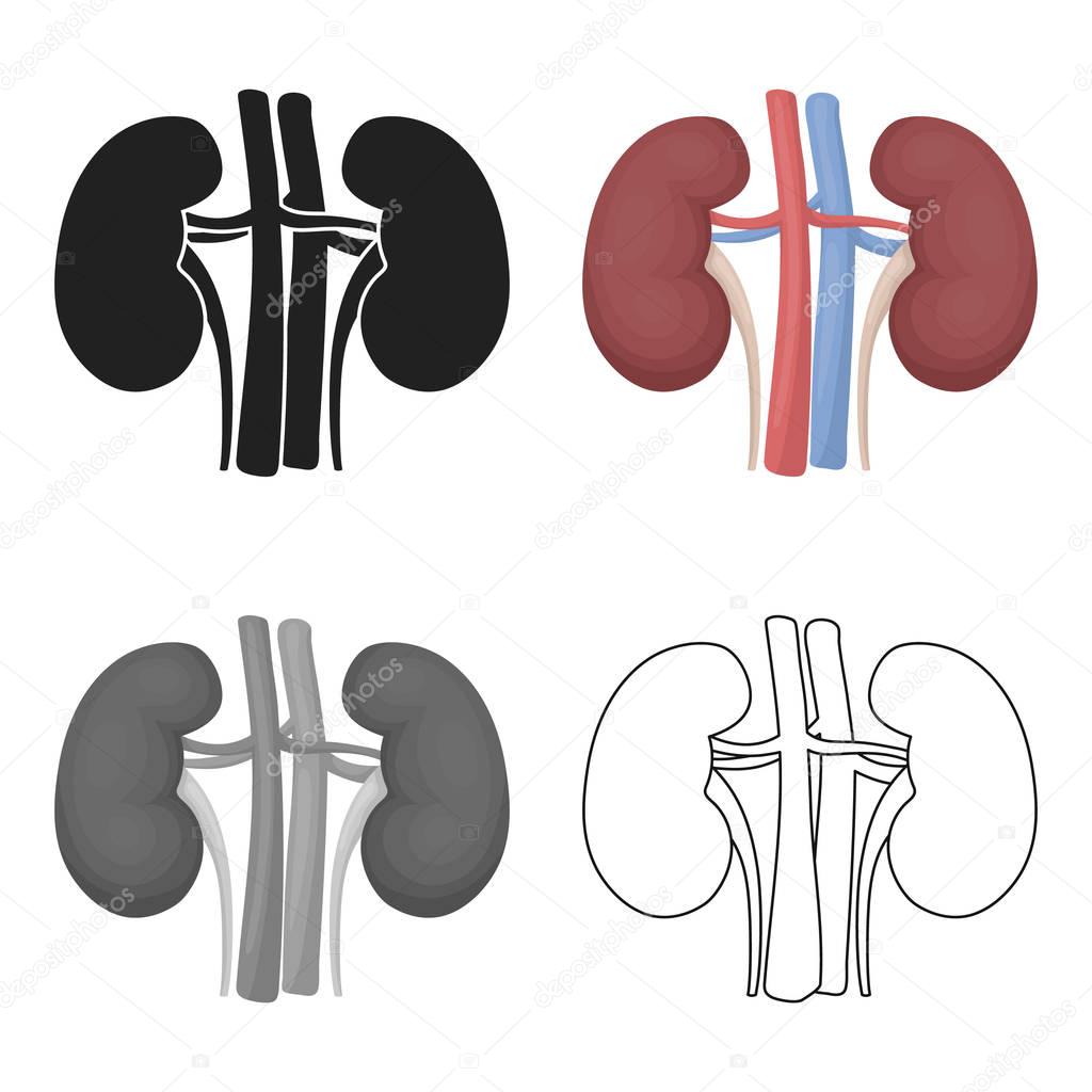 Kidney icon in cartoon style isolated on white background. Organs symbol stock vector illustration.