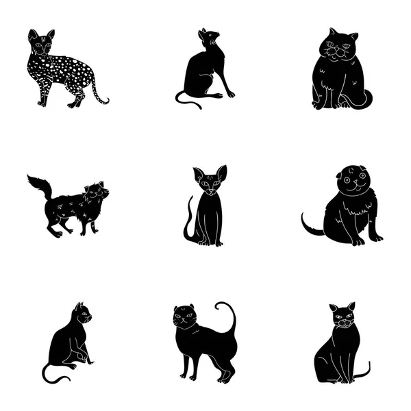 Coleção de gatos em uma imagem. Gatos diferentes numa fotografia. Ícone de raças de gato na coleção de conjuntos na ilustração de estoque de símbolo vetorial de estilo preto . — Vetor de Stock