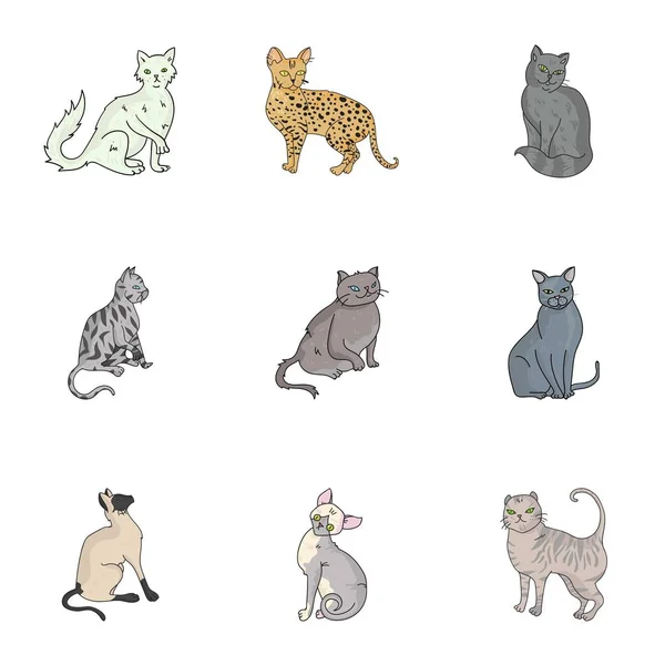 Kolekcja kotów w jeden obraz. Inne koty w jeden obraz. Kot płodzi ikona zestaw kolekcja na kreskówki stylu wektor symbol ilustracji. — Wektor stockowy