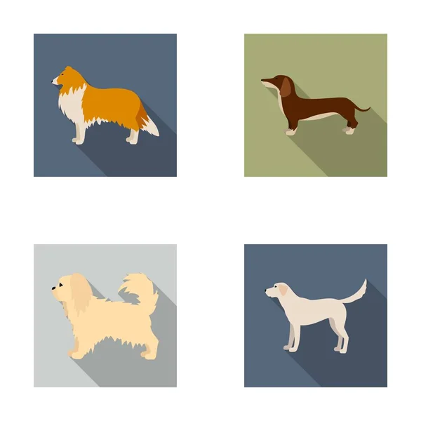 Collie, dachshund, labrador, pikinese.Dog breeds set collection icons in flat style vector symbol stock illustration web. — Stock Vector