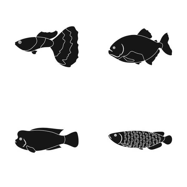 Frontosa, cichlid, phractocephalus hemioliopterus.Fish conjunto coleção ícones em estilo preto símbolo vetorial estoque ilustração web . — Vetor de Stock