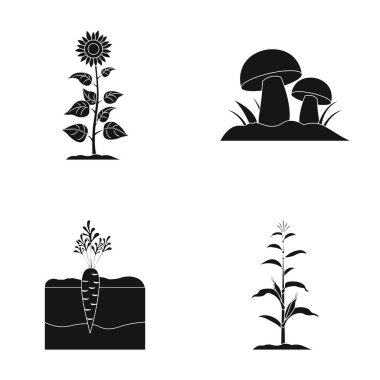 Ayçiçeği, mantar ve diğer sebzeler. Bitki toplama simgeler siyah stil vektör simge stok çizim web içinde ayarla..