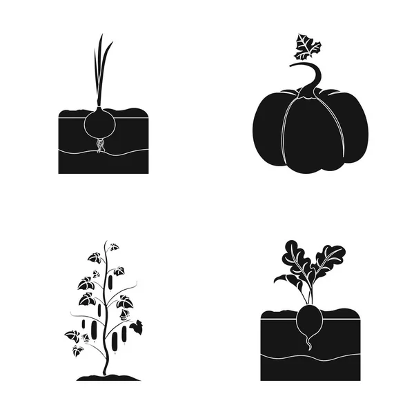 Лук, тыква и другие овощи. Набор растений иконки коллекции в черном стиле векторные символы паутины . — стоковый вектор