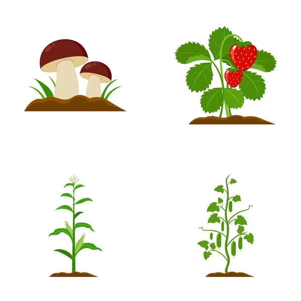 버섯, 딸기, 옥수수, 오 이입니다. 공장 만화 스타일 벡터 기호 재고 일러스트 웹 컬렉션 아이콘 설정. — 스톡 벡터