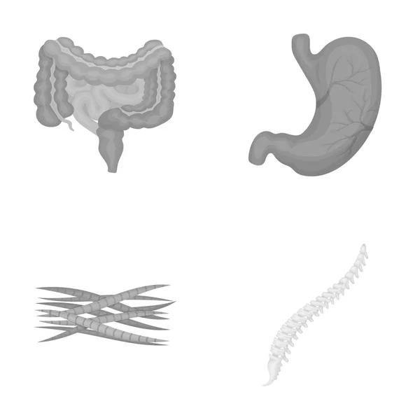 Intestinos, estómago, músculos, columna vertebral. Conjunto de órganos iconos de colección en el estilo monocromo vector símbolo stock ilustración web . — Vector de stock