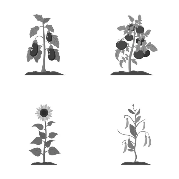 Aubergine, tomaat, zonnebloem en erwten. Plant collectie iconen in zwart-wit stijl vector symbool stock illustratie web instellen. — Stockvector