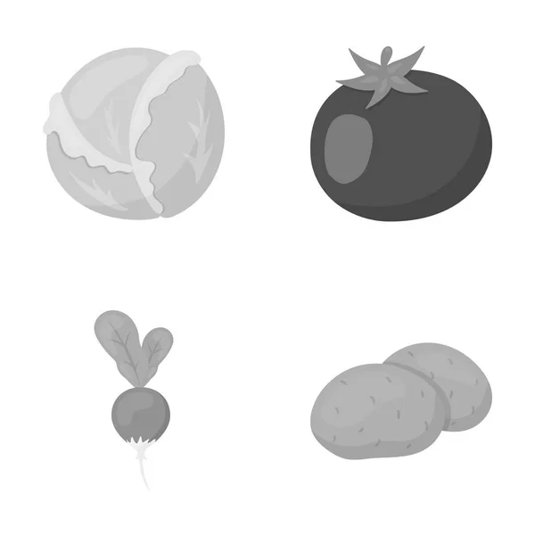 Repolho branco, tomate vermelho, arroz, batatas. Vegetais conjunto coleção ícones em estilo monocromático símbolo vetorial estoque ilustração web . — Vetor de Stock