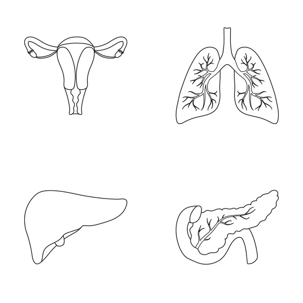 Utero, polmoni, fegato, pancreas. Organi set icone di raccolta in stile contorno vettore simbolo stock illustrazione web . — Vettoriale Stock