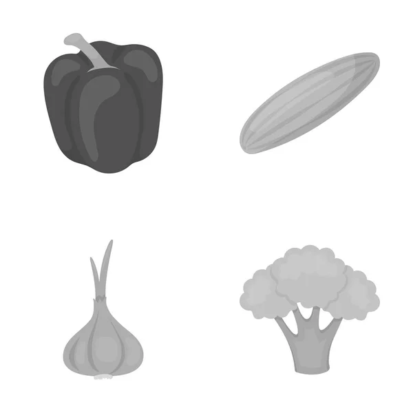 Pimienta roja dulce, pepino verde, ajo, repollo. Vegetales conjunto colección iconos en el estilo monocromo vector símbolo stock ilustración web . — Archivo Imágenes Vectoriales