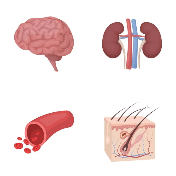 脳、腎臓、血管、皮膚です。臓器が漫画スタイルのベクトル シンボル ストック イラスト web でコレクションのアイコンを設定します。. — ストックベクタ