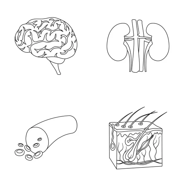 Otak, ginjal, pembuluh darah, kulit. Organ menata ikon koleksi dalam gaya garis besar simbol vektor gambar web . - Stok Vektor