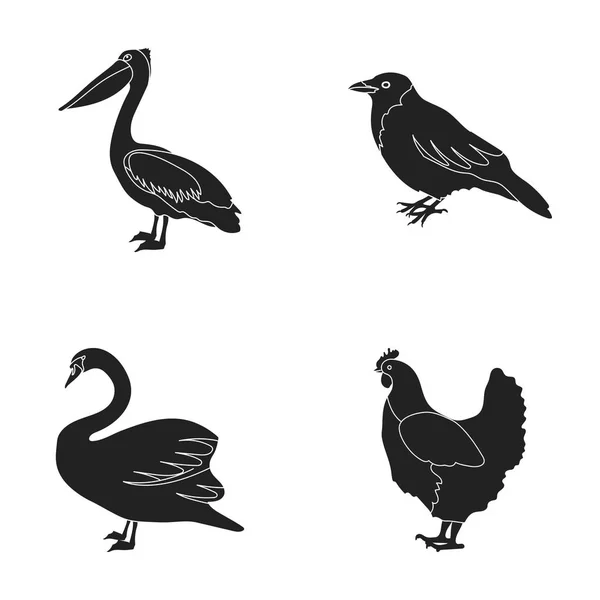 Pelicano, corvo e outras espécies. Birds conjunto coleção ícones em estilo preto símbolo vetorial ilustração web . —  Vetores de Stock