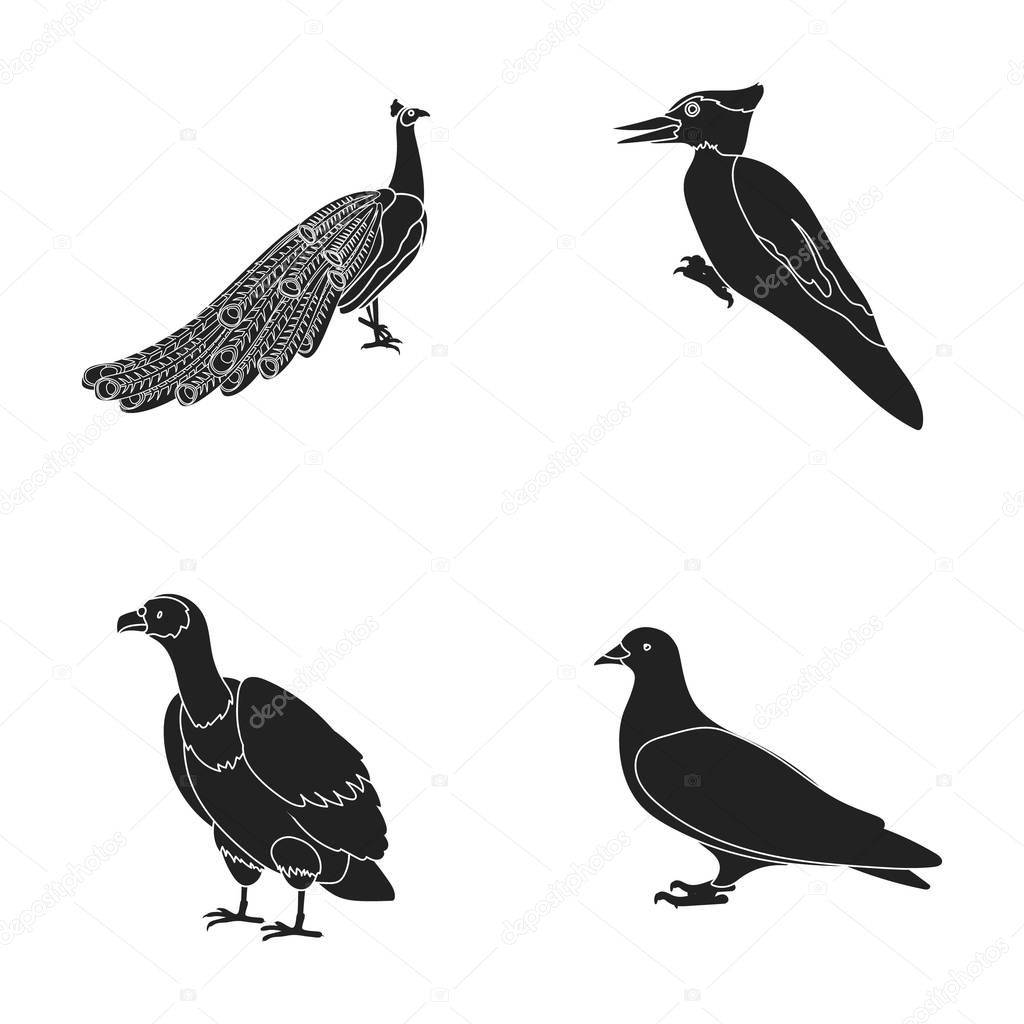 Peacock, woodpecker and various species. Birds set collection icons in black style vector symbol stock illustration .