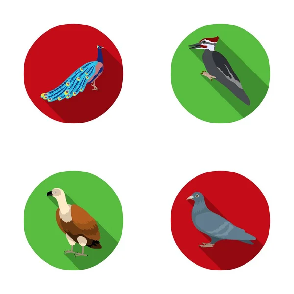 Pavo real, pájaros carpinteros y varias especies. Pájaros conjunto colección iconos en estilo plano vector símbolo stock ilustración web . — Archivo Imágenes Vectoriales