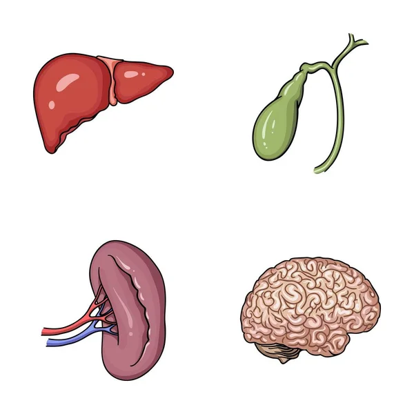 肝臓、胆嚢、腎臓、脳。人間の臓器は、漫画スタイルのベクトル シンボル ストック イラスト web でコレクション アイコンを設定します。. — ストックベクタ