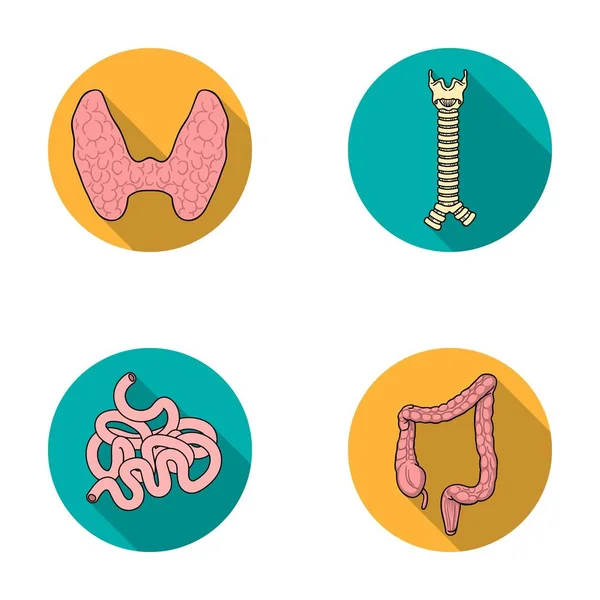 Glande thyroïde, colonne vertébrale, intestin grêle, gros intestin. Organes humains mis icônes de collection dans le style plat vectoriel symbole illustration web . — Image vectorielle