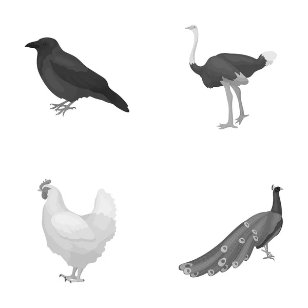 Cuervo, avestruz, pollo, pavo real. Pájaros conjunto colección iconos en el estilo monocromo vector símbolo stock ilustración web . — Vector de stock