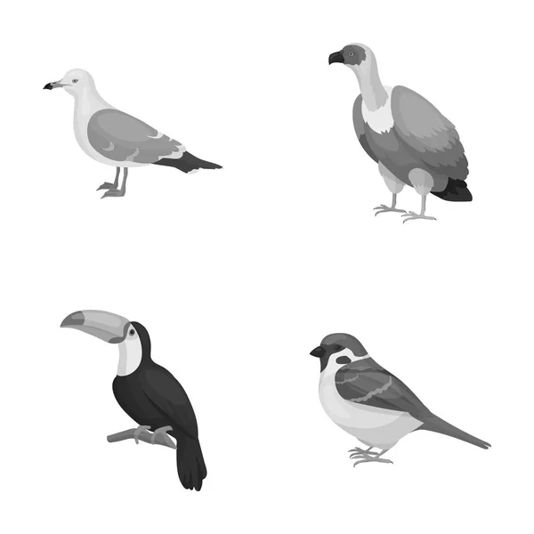 Mouette, toucan et autres espèces. Oiseaux ensemble icônes de la collection en monochrome style vectoriel symbole illustration web . — Image vectorielle