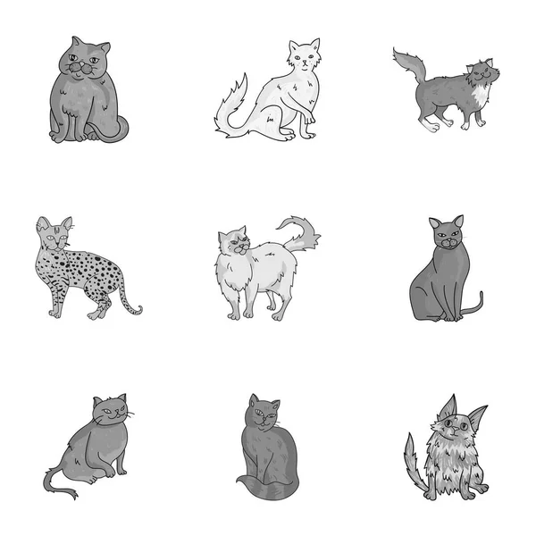 Kolekcja kotów w jeden obraz. Inne koty w jeden obraz. Kot płodzi ikona zestaw kolekcja na monochromatycznych styl wektor symbol ilustracji. — Wektor stockowy