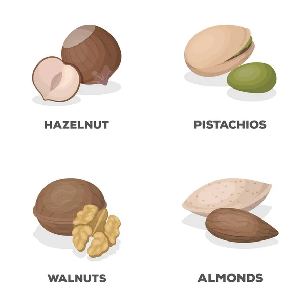 Nocciola, pistacchi, noce, mandorle. Diversi tipi di noci set icone di raccolta in stile cartone animato vettore simbolo stock illustrazione web . — Vettoriale Stock