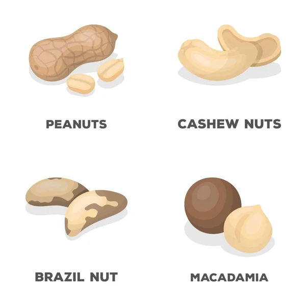 Peanuts, cashews, brazil nuts, macadamia.Different kinds of nuts set collection icons in cartoon style vector symbol stock illustration web. — Stock Vector