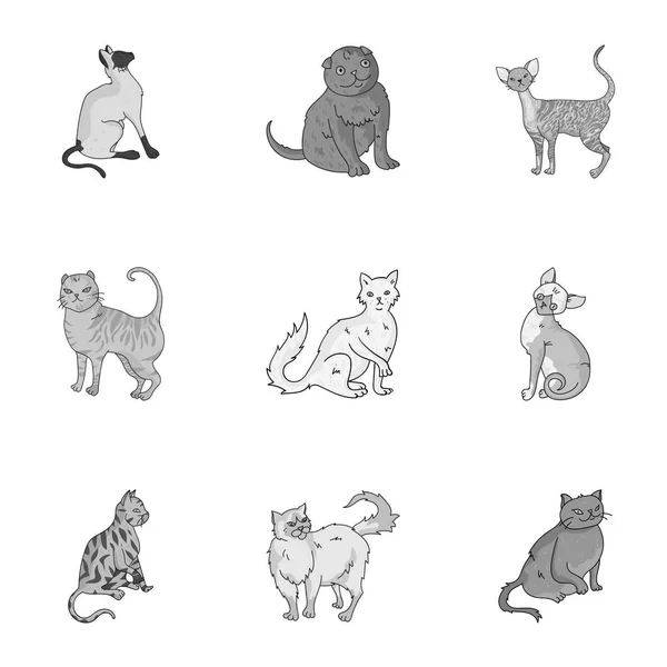 Kolekcja kotów w jeden obraz. Inne koty w jeden obraz. Kot płodzi ikona zestaw kolekcja na monochromatycznych styl wektor symbol ilustracji. — Wektor stockowy