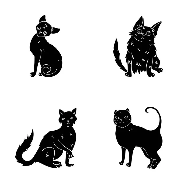 Angora turca, pelo largo británico y otras especies. Gato razas conjunto colección iconos en negro estilo vector símbolo stock ilustración web . — Archivo Imágenes Vectoriales