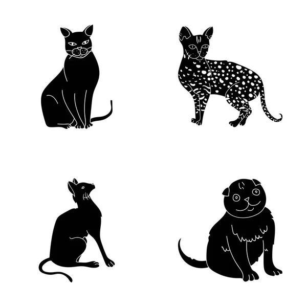 Siamesen und andere Arten. Katzenrassen Set Sammlung Symbole im schwarzen Stil Vektor Symbol Stock Illustration Web. — Stockvektor