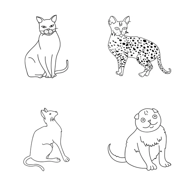 Siyam ve diğer türler. Kedi doğurmak toplama simgeler anahat stili vektör simge stok çizim web içinde ayarla.. — Stok Vektör