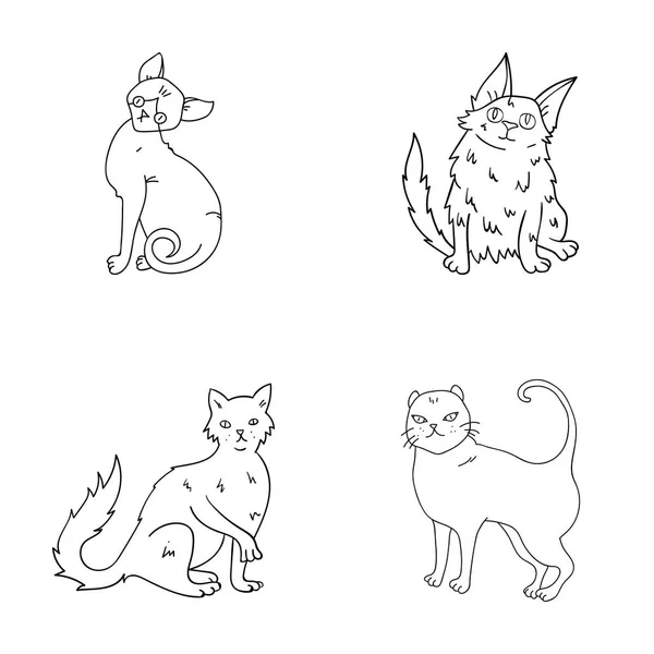 Angora turque, poils longs britanniques et autres espèces. Chat races ensemble collection icônes dans le style contour vectoriel symbole illustration web . — Image vectorielle