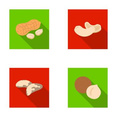 Fıstık, Mahun cevizi, Brezilya fıstığı, macadamia. Farklı türdeki fındık toplama simgeler düz stil vektör simge stok çizim web ayarlayın..