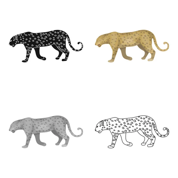 Leopard.African safari único icono en el estilo de dibujos animados vector símbolo stock illustration web . — Vector de stock