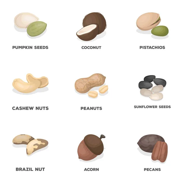 Avellana, pistachos, nuez, almendras. Diferentes tipos de nueces establecen iconos de colección en el estilo de dibujos animados vector símbolo stock illustration web . — Archivo Imágenes Vectoriales