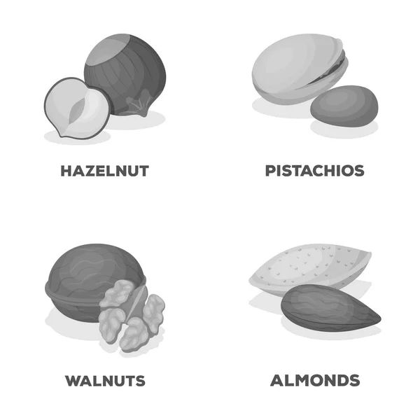 Hasselnöt, pistagenötter, valnötter, mandlar. Olika typer av nötter som samling ikoner i svartvit stil vektor symbol stock illustration web. — Stock vektor