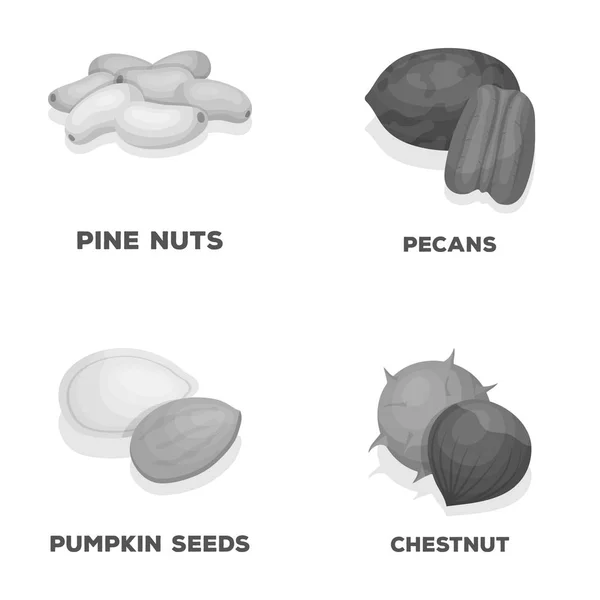 Pecan, pinjenötter, pumpafrön, kastanj. Olika typer av nötter som samling ikoner i svartvit stil vektor symbol stock illustration web. — Stock vektor