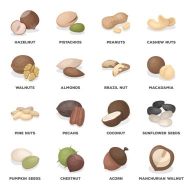 Fındık, fıstık, fıstık ve fındık diğer türleri. Farklı fındık toplama simgeler karikatür tarzı vektör simge stok çizim web içinde ayarla..
