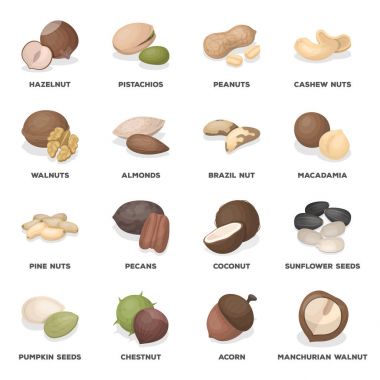 Hazelnut, pistachios, peanuts and other types of nuts.Different types of nuts set collection icons in cartoon style vector symbol stock illustration web.