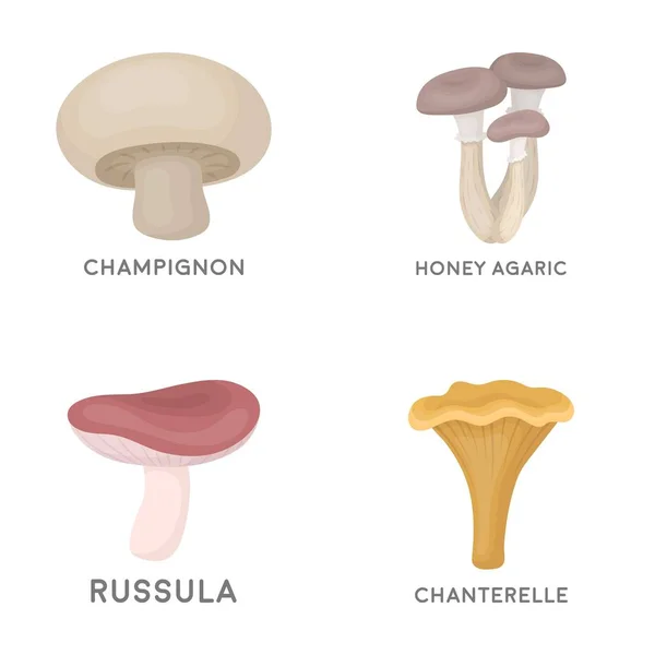 Champiñón, miel, agáricos, russula, cantarela. conjunto de iconos de colección en el estilo de dibujos animados vector símbolo stock ilustración web . — Vector de stock