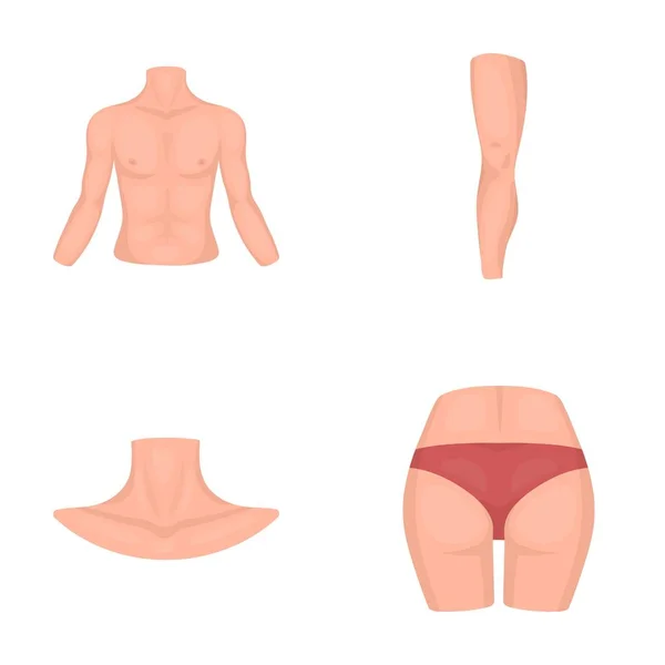 Torso, pierna, cuello y nalgas. Partes del cuerpo conjunto de iconos de colección en el estilo de dibujos animados vector símbolo stock ilustración web . — Vector de stock