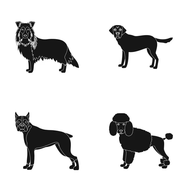 Σκύλος, λαϊκά, beagle και άλλο εικονίδιο web σε μαύρο στυλ. Poodle, εικόνες ζώων, αυτιά σετ συλλογής. — Διανυσματικό Αρχείο