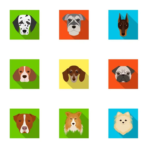 Doberman, Dalmatian, Dachshund, Spitz, Stafford e outras raças de cachorros.Muzzle da raça de cães conjunto coleção ícones em estilo plano símbolo vetorial estoque ilustração web . — Vetor de Stock