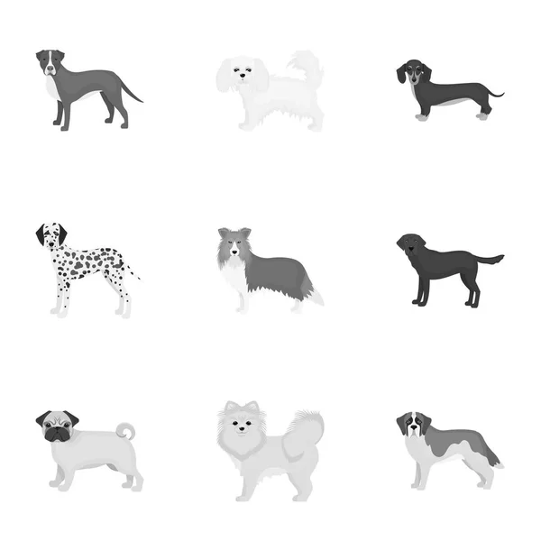 Herdershond, teckel, bernard en andere web-pictogram in zwart-wit stijl. Spitz, beagle, boxer en pictogrammen in set collectie. — Stockvector