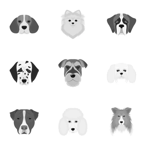 Doberman, Dalmacia, Dachshund, Spitz, Stafford y otras razas de perros. Bozal de la raza de perros conjunto colección iconos en el estilo monocromo vector símbolo stock ilustración web . — Vector de stock